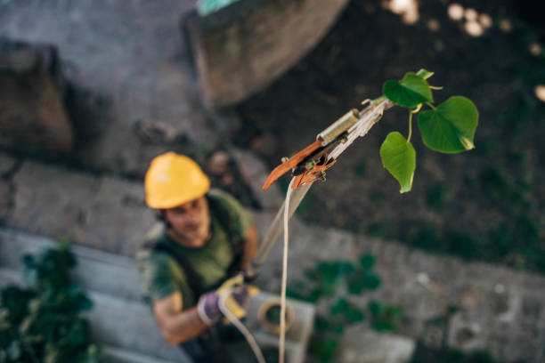 Leaf Removal in Tavernier, FL